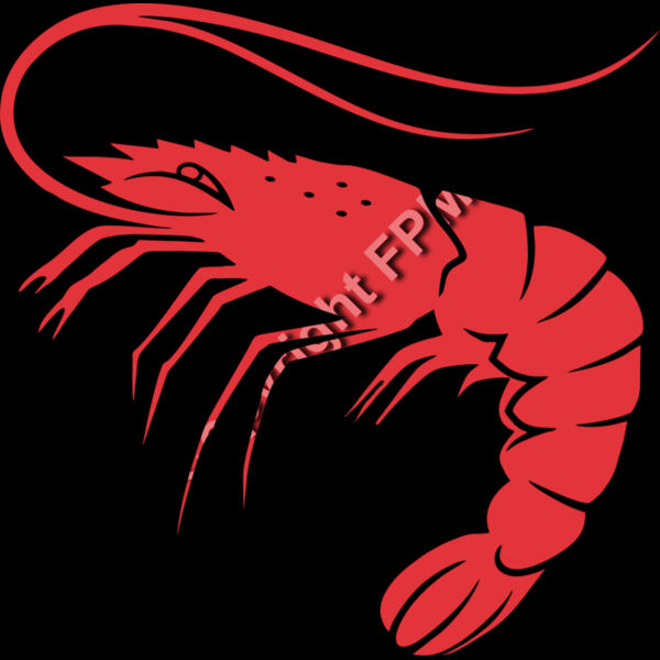 929 Shrimp Thumbnail