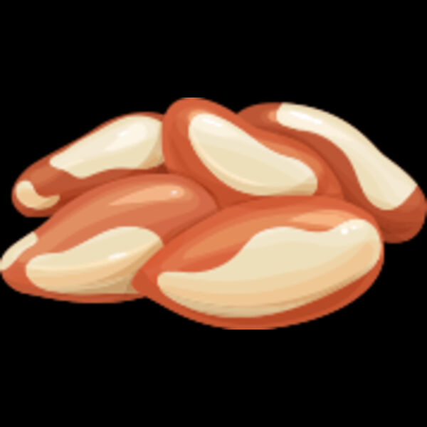 155 Brazil Nut Thumbnail
