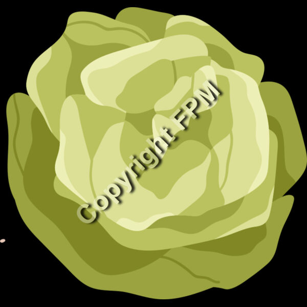157 Lettuce Thumbnail