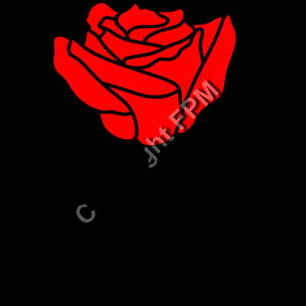 A1332 Rose Thumbnail