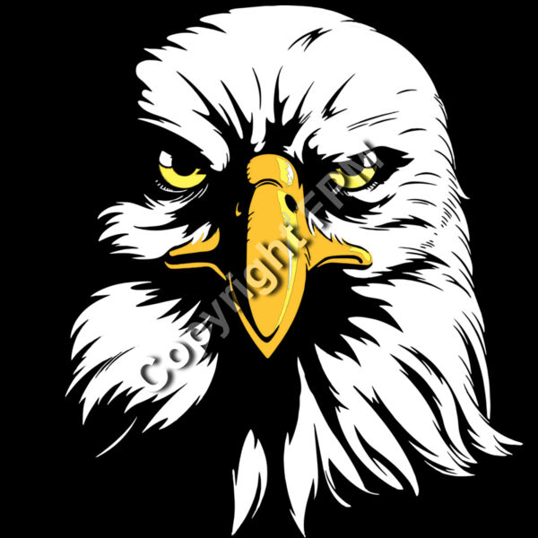 1306 Eagle Head Thumbnail