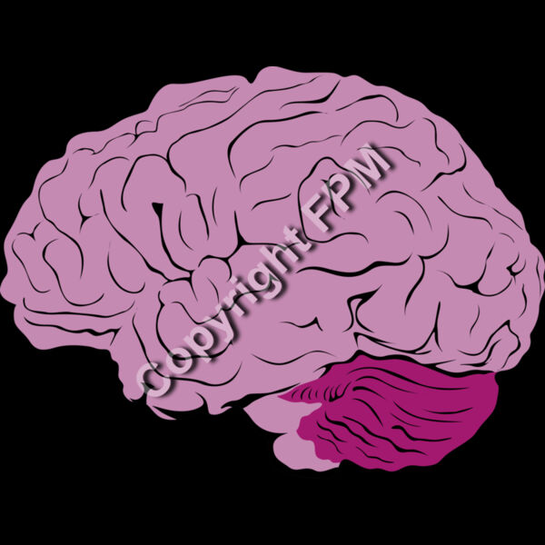 B1040 Brain Thumbnail