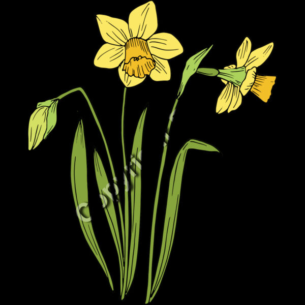 B6177 Daffodil Thumbnail