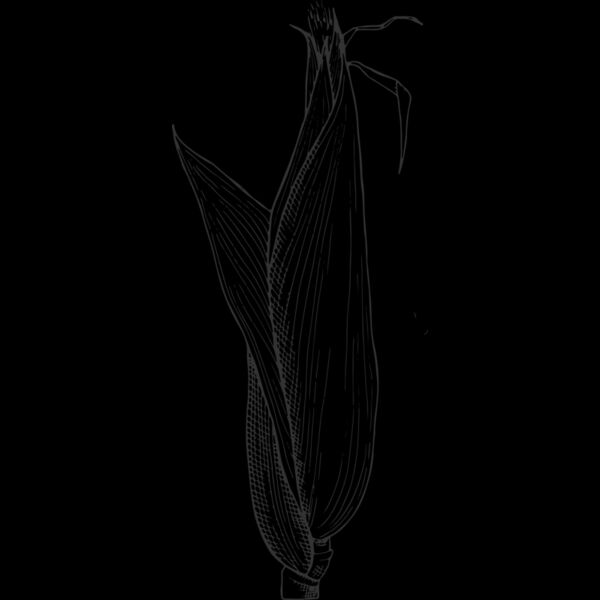 07987 Corn Thumbnail