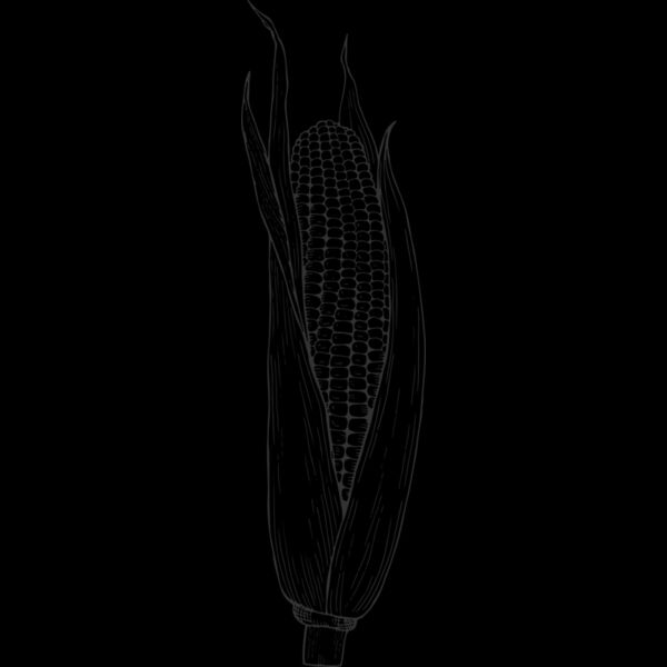 07988 Corn Thumbnail