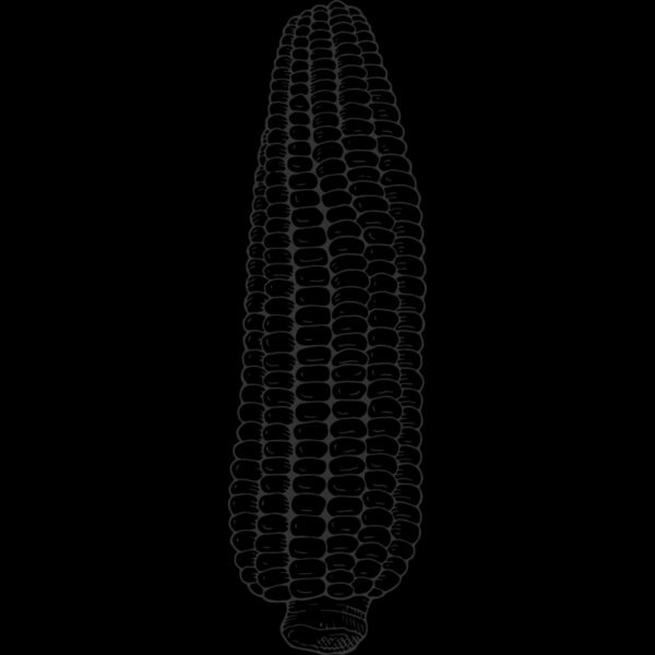 07989 Corn Thumbnail